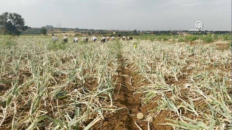 Hasadı başladı kilosu 30 TL. Şafak vakti toplanıyor Kansere kalkan oluyor - Resim: 14